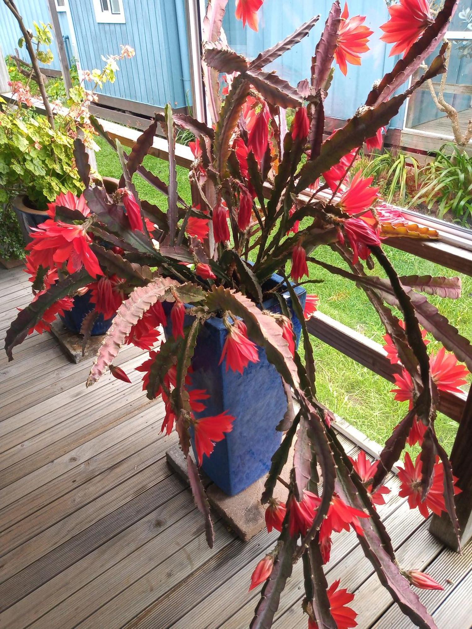 Lakes Entrance Waterfront Cottages With King Beds Exterior foto